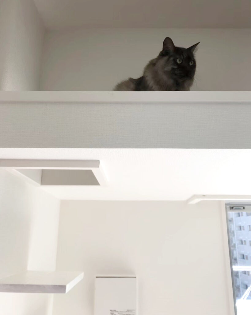 猫のためのリフォーム